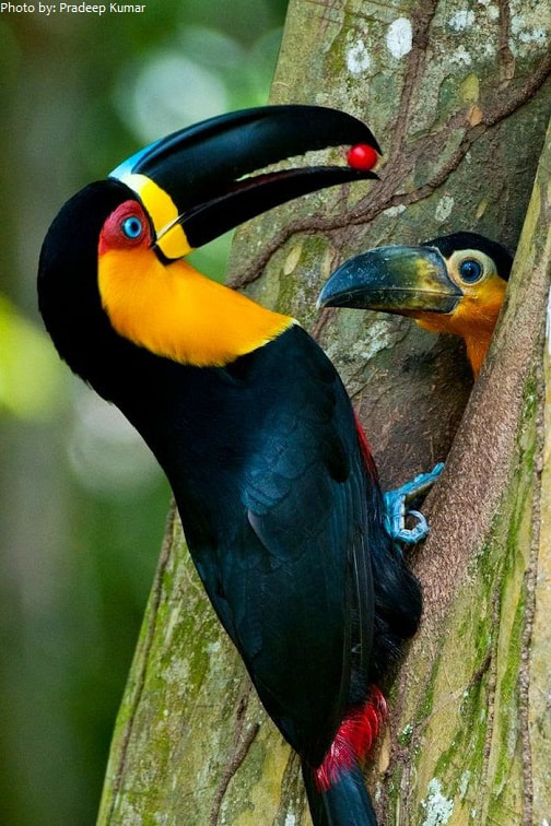 toucan beak color